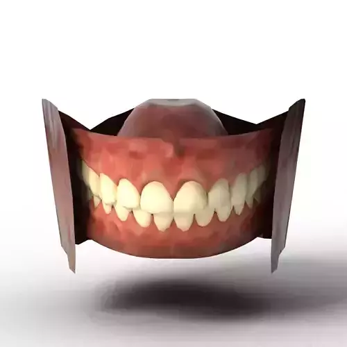 Stylized Low-Poly Human Mouth Teeth  and Gums