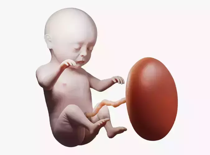 9 Months Human embryonic Baby Stages