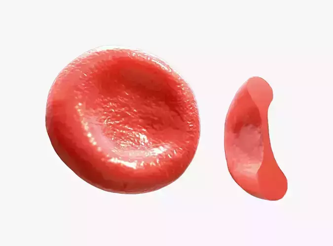 Red blood Cell