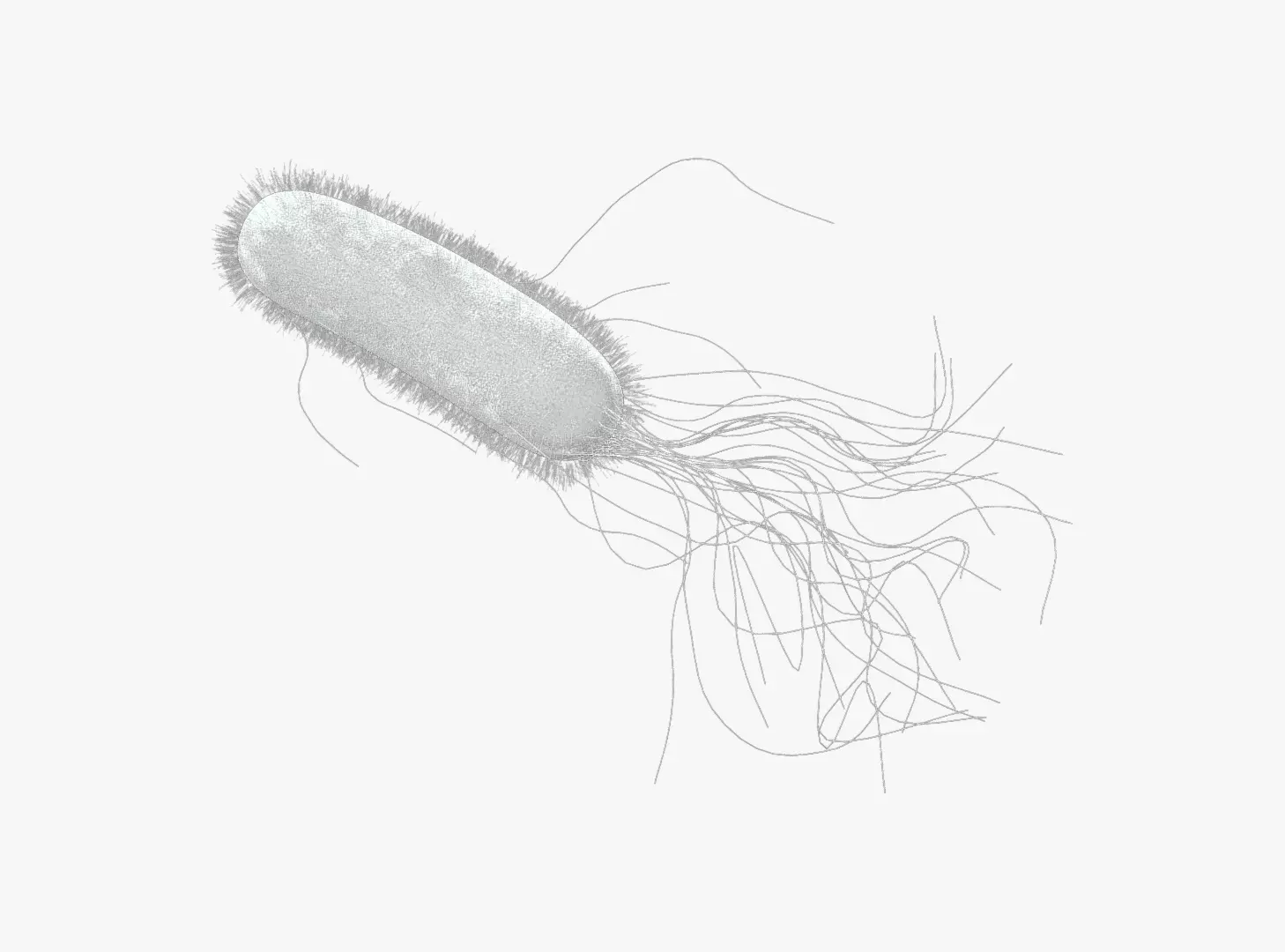 E coli Escherichia coli Bacteria 3D model