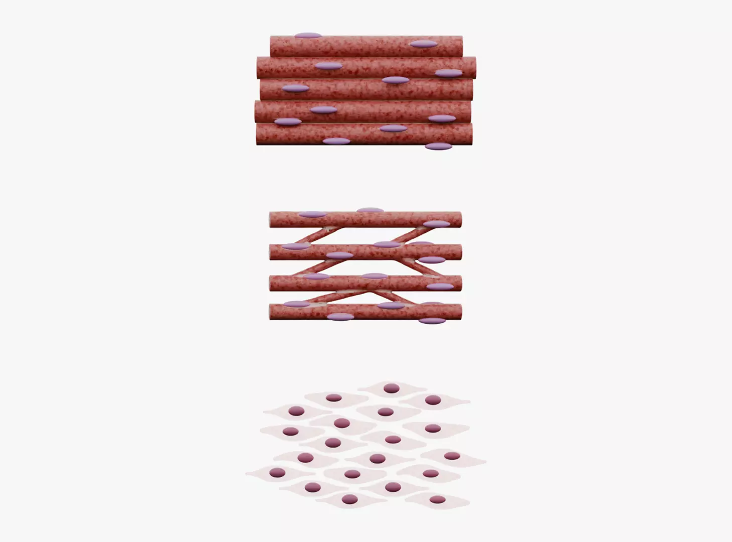 Types of Muscle Tissue 3D model