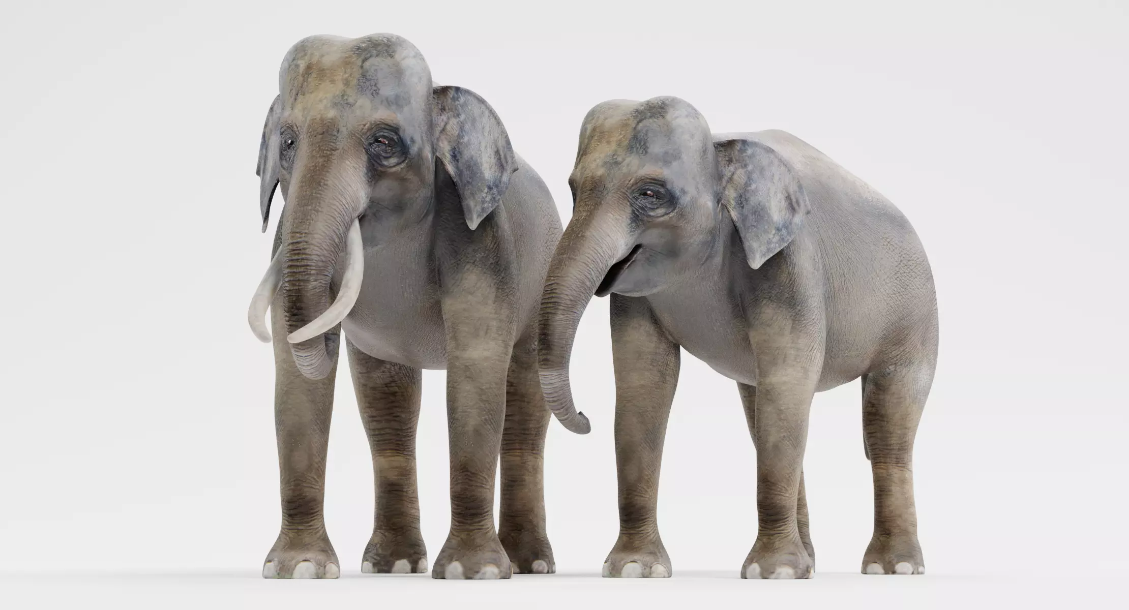 Asian Elephants - Realistic Male and Female Animal Set Low-poly 3D model