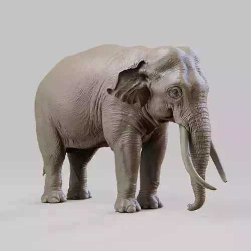 elephant