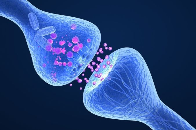 Active receptor  human brain in details  3D model