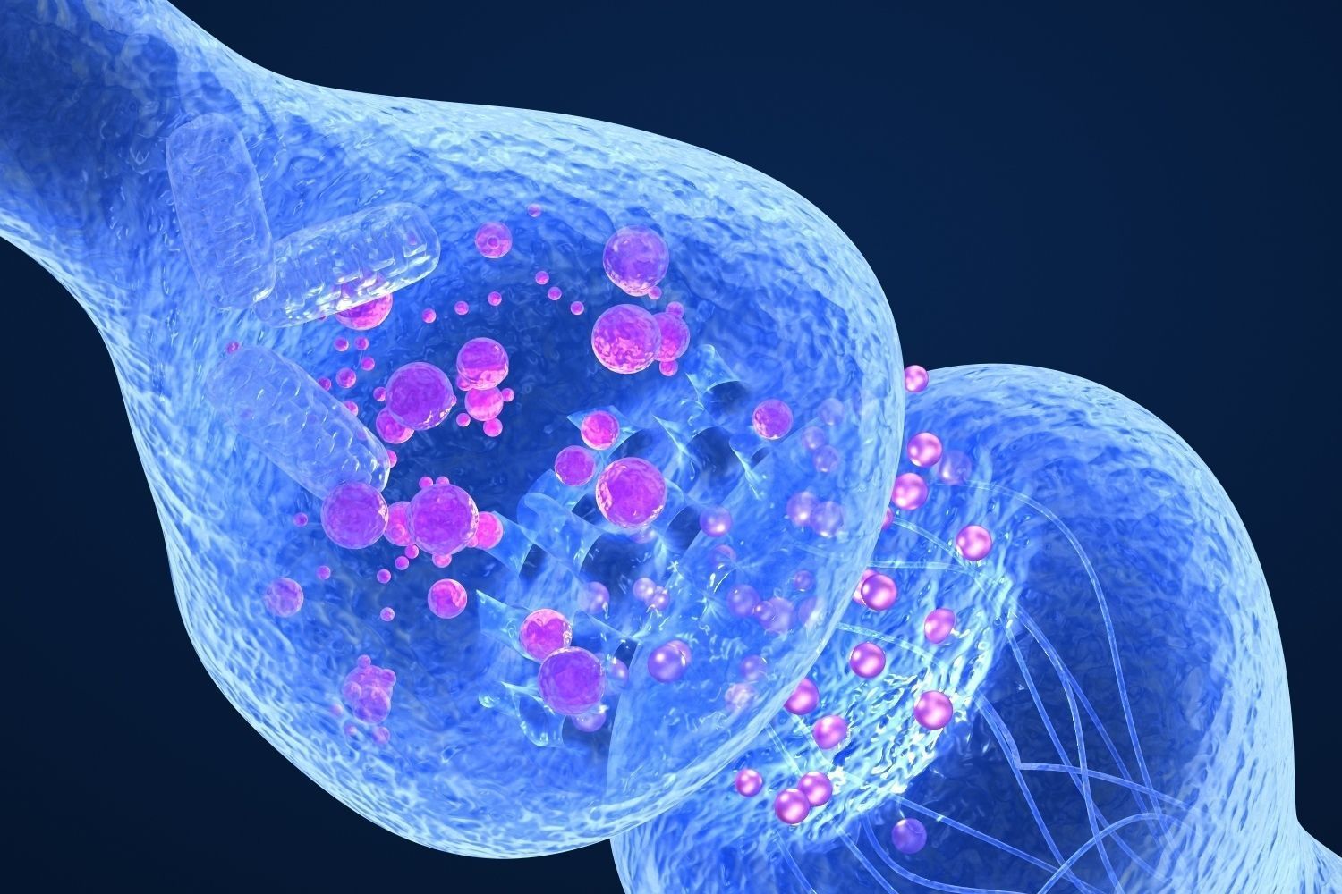 Active receptor  human brain in details  3D model_4