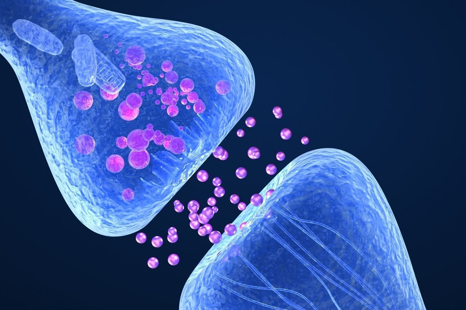 Active receptor  human brain in details  3D model_2