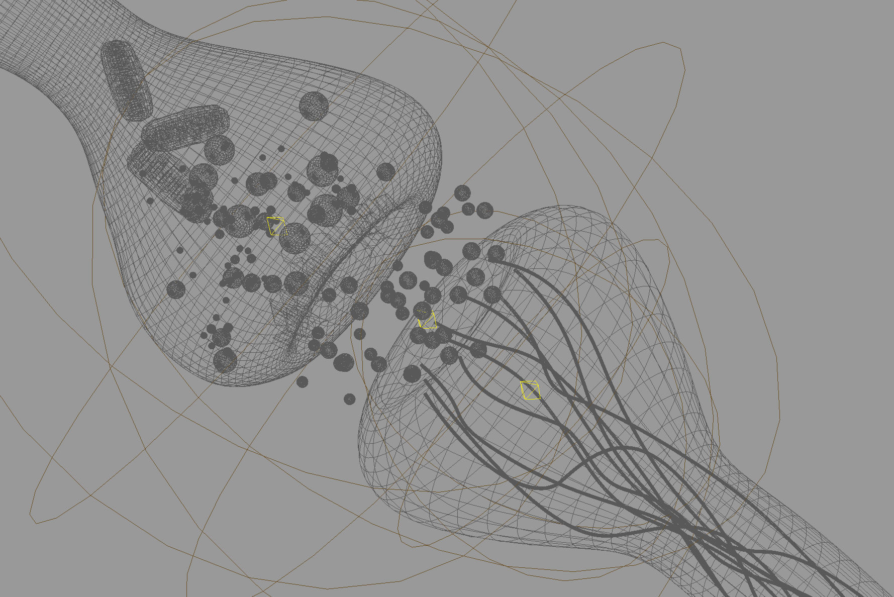 Active receptor  human brain in details  3D model_3