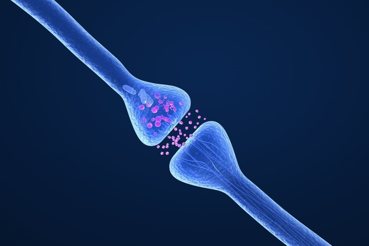 Active receptor  human brain in details  3D model_1