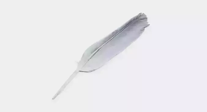-Bird Feather-