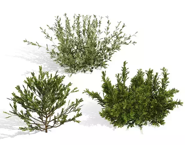 Arabian Qurm Bush Collection