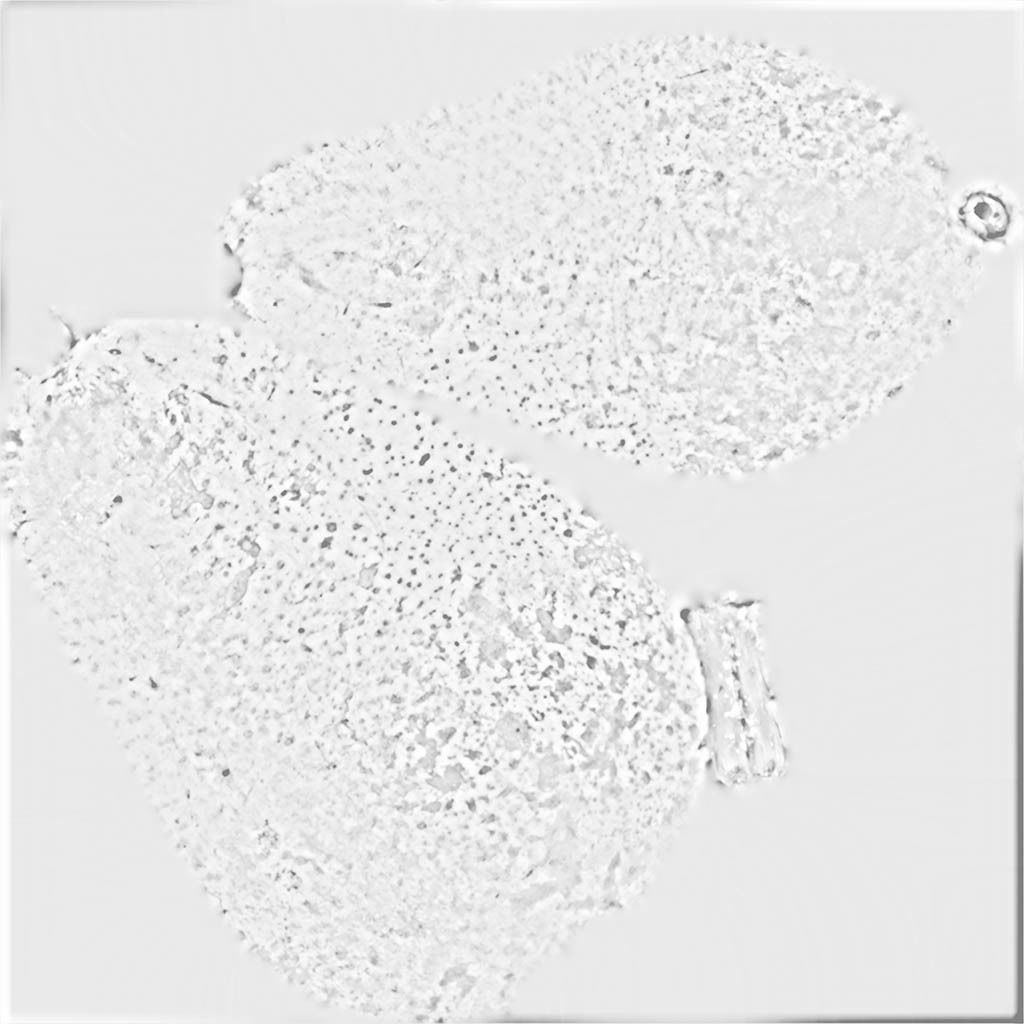 Conference  Pear 3D model_11