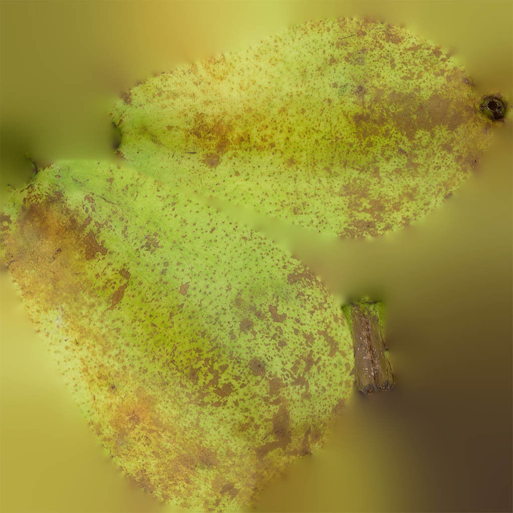 Conference  Pear 3D model_8