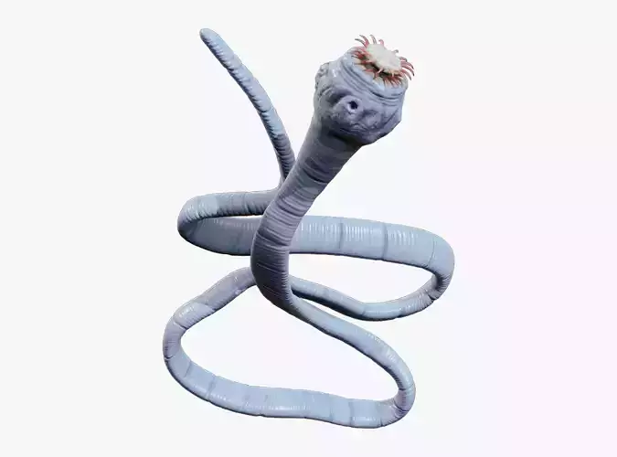 Taenia Saginata Tapeworm