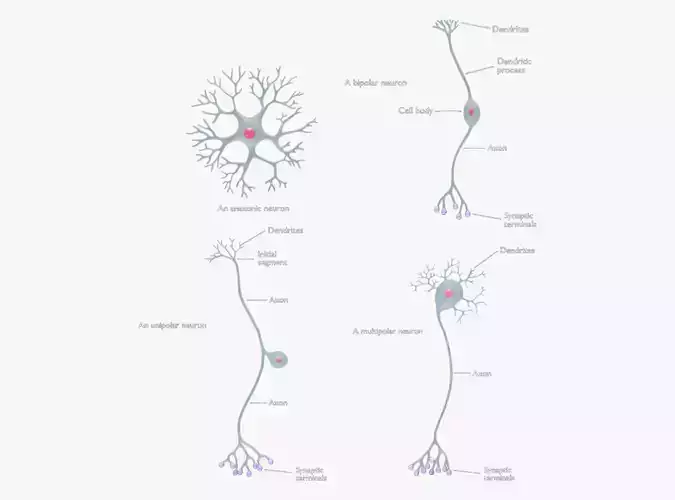 The Four Major Anatomical Classes of Neurons