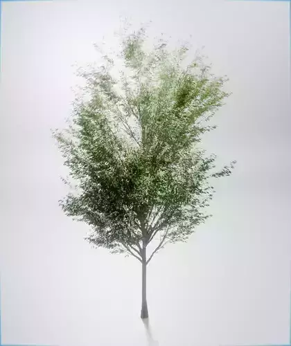 Realistic Deciduous Tree Game-Ready 3D Model