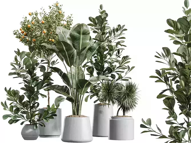 AV Indoor Plants Set 413 ParadiseBird Yucca Ficus Orange