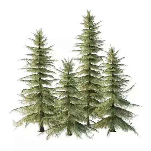 Alaska Cedar Tree 02