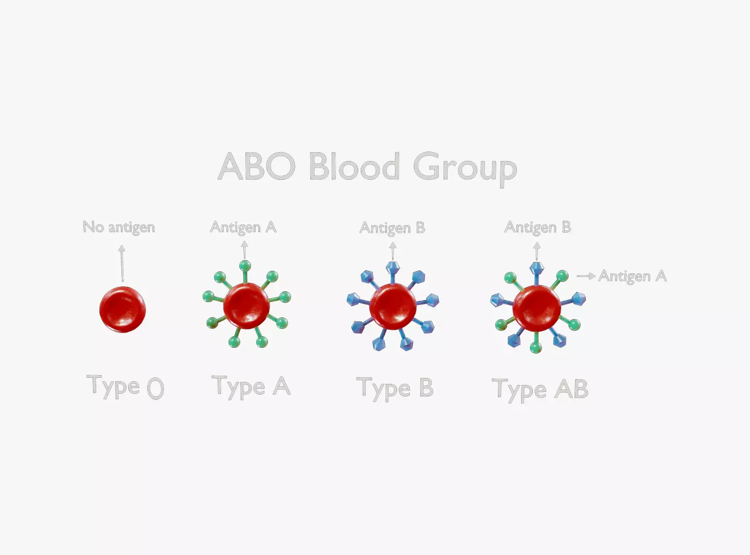 ABO Blood Group 3D model