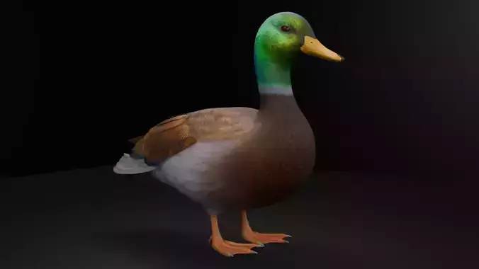 Duck-3dmodel
