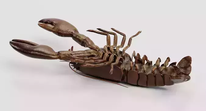 Lobster - Detailed Realistic Crustacean Homarus Americanus 3D model 7