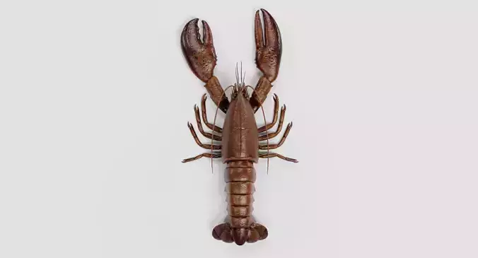 Lobster - Detailed Realistic Crustacean Homarus Americanus 3D model 2