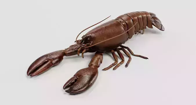 Lobster - Detailed Realistic Crustacean Homarus Americanus 3D model 5