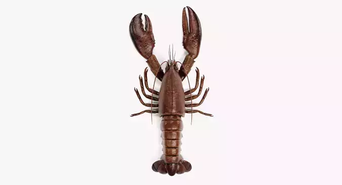 -Lobster - Homarus Americanus-