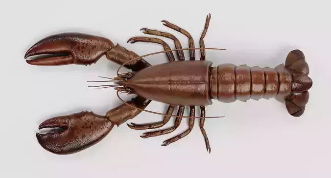 Lobster - Detailed Realistic Crustacean Homarus Americanus 3D model 3