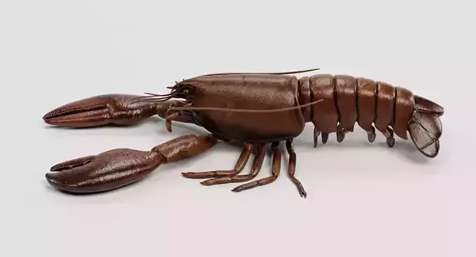 Lobster - Detailed Realistic Crustacean Homarus Americanus 3D model 4