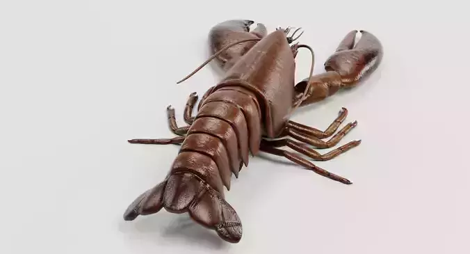 Lobster - Detailed Realistic Crustacean Homarus Americanus 3D model 6