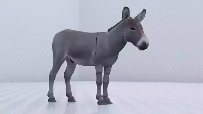Donkey