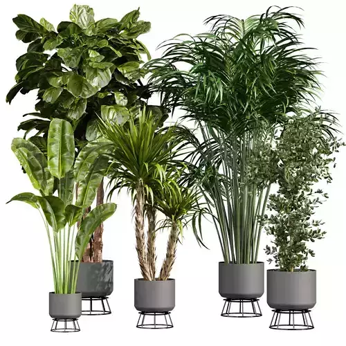 plant vol 744 - palm - banana - fiddle - ficus