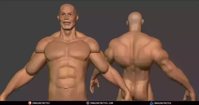 Muscular Male Anatomy - 3D Model