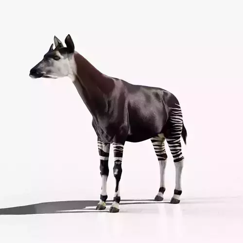 Okapi rigged
