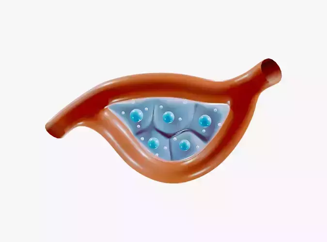 Endocrine Glands Anatomy