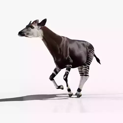 Okapi animated
