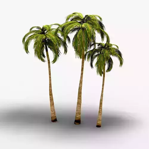 coconut tree
