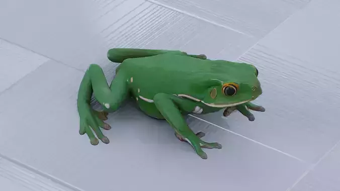 Green Tree Frog