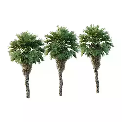 Chinese Fan Palm Tree 01