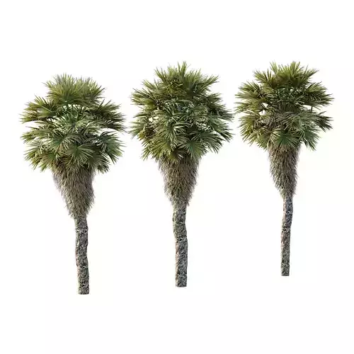 Chinese Fan Palm Tree  Palm02
