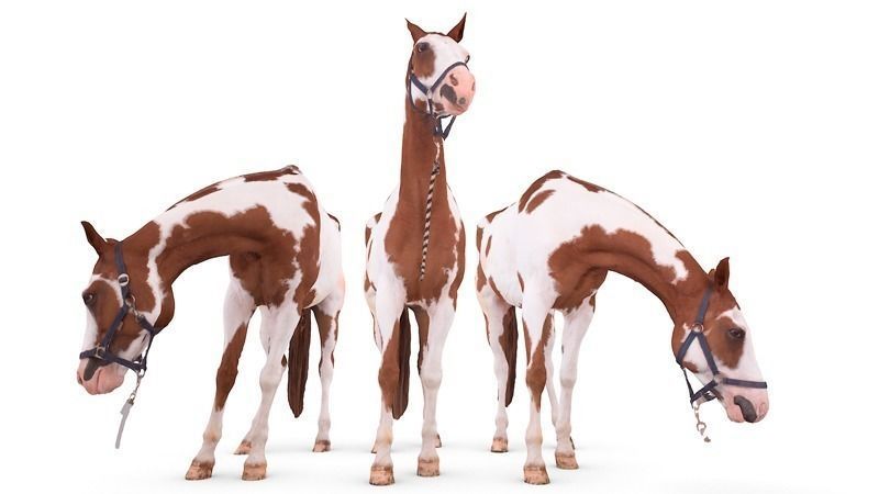 Horse three horses 3D model_1