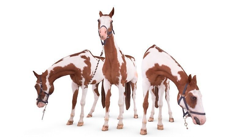 Horse three horses 3D model_0