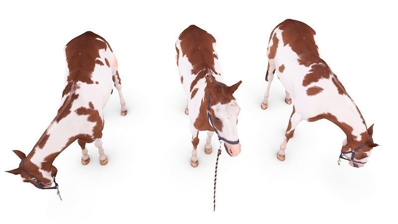 Horse three horses 3D model_3