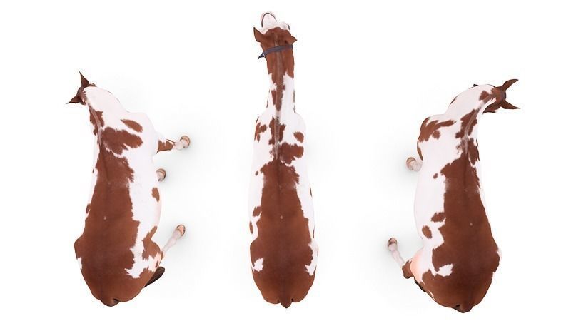 Horse three horses 3D model_5