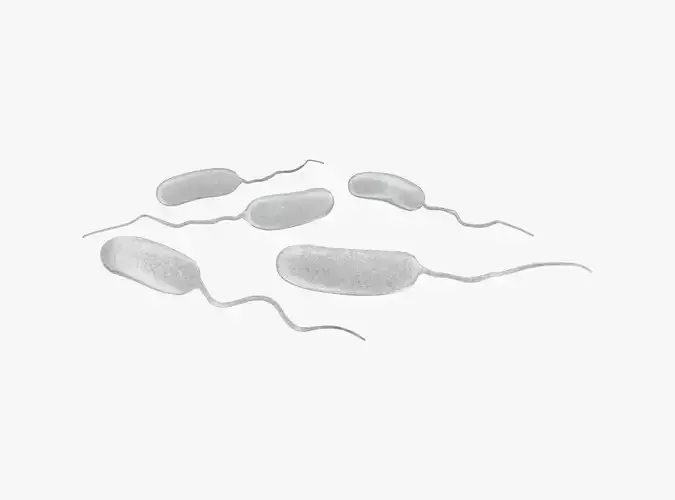 Vibrio Cholerae Bacteria