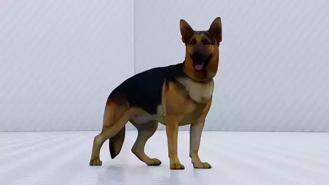 German Sherphard Dog