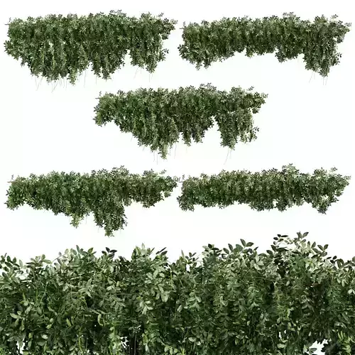 Collection plant vol 745 - bush - ivy - Outdoor