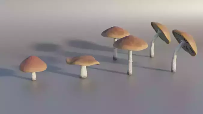Mushrooms Set