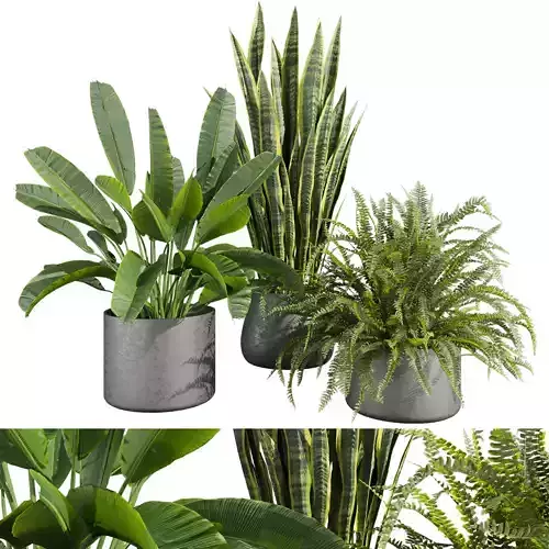 Collection plant vol 746 - banana - fern - sansveria 