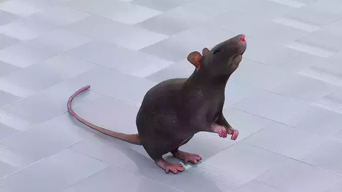 Mouse